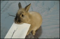 Cute Animals