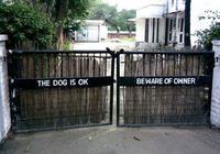 Dogs
