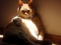 Cats
