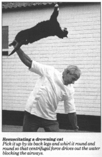 Cats