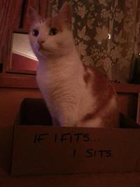 If It Fits I Sits