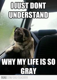 Introspective Pug