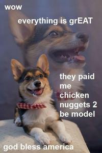 Dogs