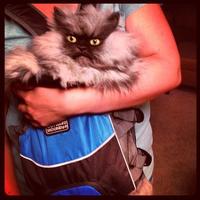 Colonel Meow