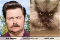 Colonel Meow