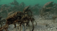 Xzibit Yo Dawg