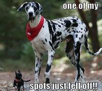 Dogs