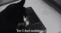 Henri, Le Chat Noir