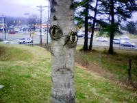 Things With Faces