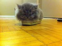 If It Fits I Sits