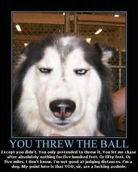 Dogs