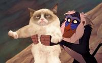 Grumpy Cat