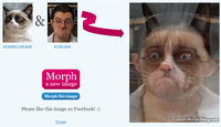Grumpy Cat