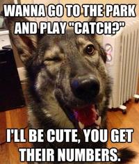 Dogs