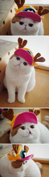 Snoopy the Cat