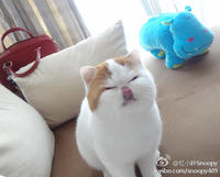 Snoopy the Cat