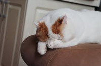 Snoopy the Cat