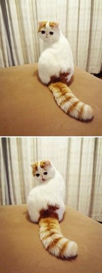Snoopy the Cat