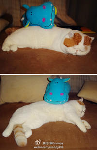 Snoopy the Cat