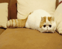 Snoopy the Cat