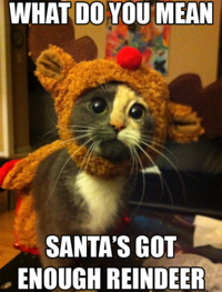 LOLcats