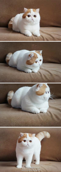 Snoopy the Cat