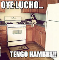 Oye Lucho, El perro del lucho