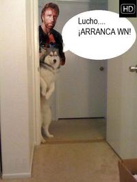 Oye Lucho, El perro del lucho