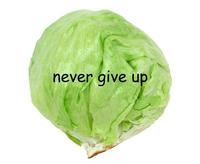 Lettuce / It Says "Never Give Up"