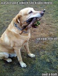 Dogs