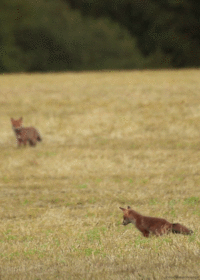 Cinemagraphs