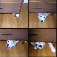Cute Animals