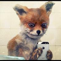 Stoned Fox (Упоротая лиса)