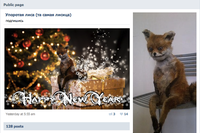 Stoned Fox (Упоротая лиса)