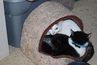 Cats