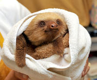 Cute Animals