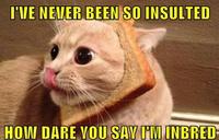 Cat Breading