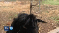 DERP