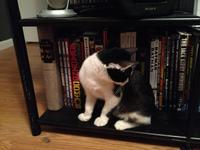 Cats