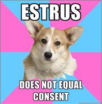 Critical Feminist Corgi
