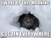 I Fucking Love Cocaine / Cocaine Bear