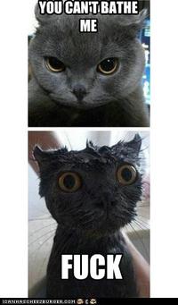 Cats