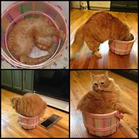 Cats