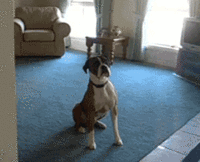 Dogs