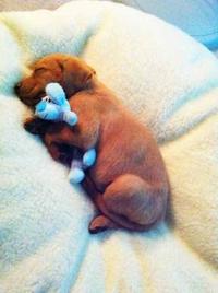 Cute Animals