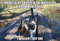 I Should Buy a Boat Cat