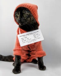LOLcats