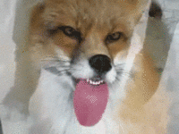 Dogs