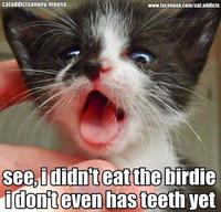 Cats