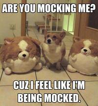 Dogs
